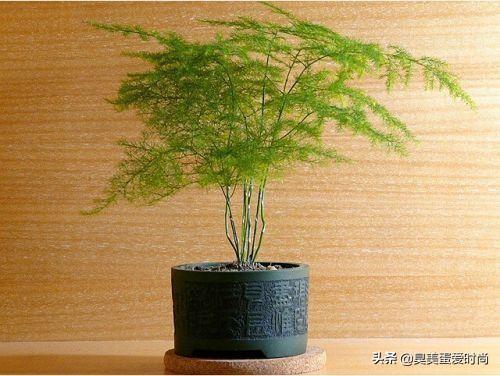 办公室可不可以干湿你小狗狗