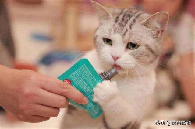 猫怎么吐出毛球,第3张