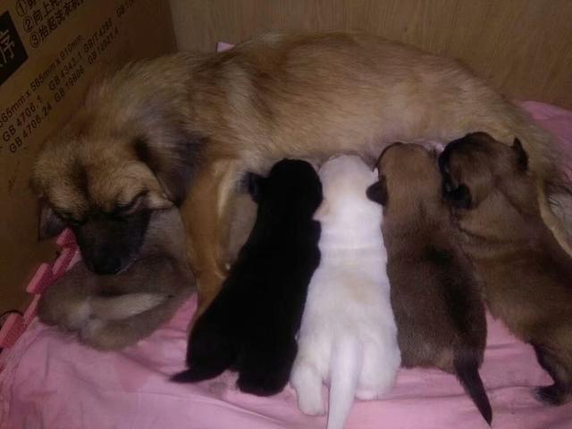 女人怎么才能怀孕生小狗宝宝