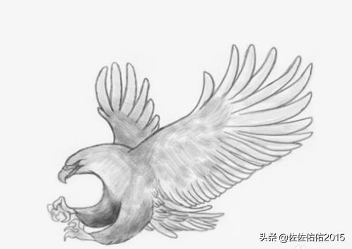 老鹰的素描图片 真鹰图片大全大图