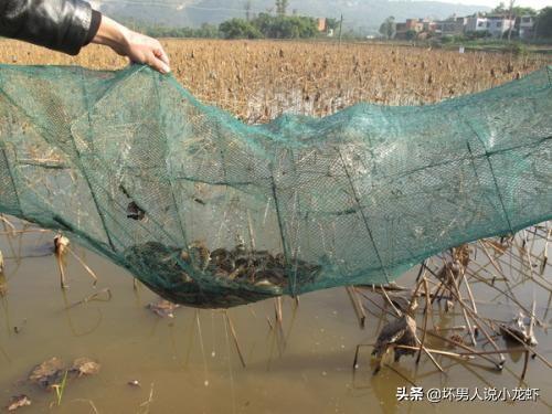 泥鳅养殖成本 利润-泥鳅养殖成本 利润多少