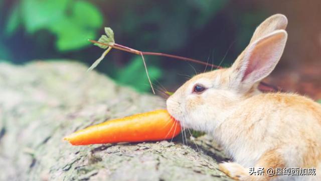 如何正确的喂养宠物兔吃什么