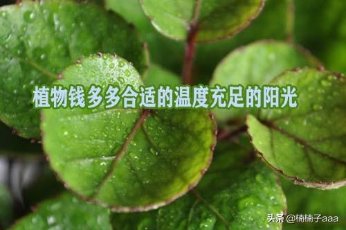 绿植养护方法