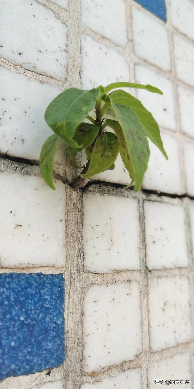 科学技术在农业上的重要作用是什么