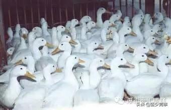 东莞市脱毛店在哪里啊最近