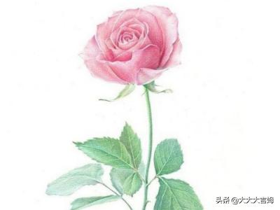 玫瑰花图片大全大图 唯美大图片