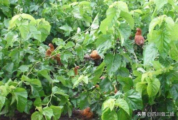 农村果园种植什么草好,果园种植什么草最好