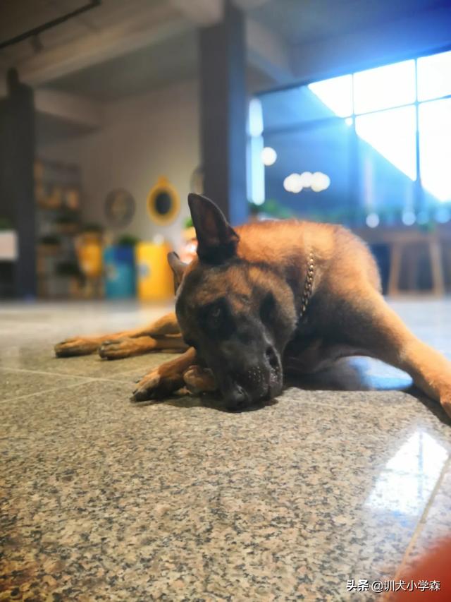 哪个国家的牧羊犬是最棒的