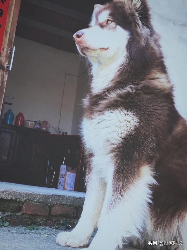 家里有孩子养狗要注意什么,第1张