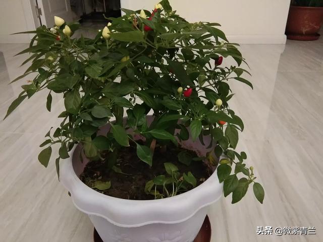 蔬菜种植盆景，蔬菜种植盆景图片