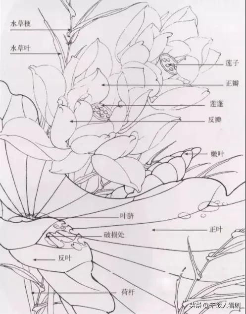 荷花图片大全大图国画荷花图片大全大图