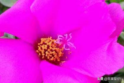 太阳花春季插扦怎么养护和管理(图2)