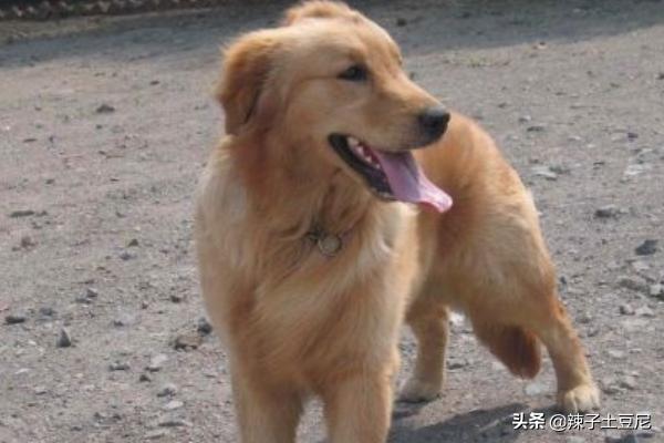 金毛犬怎么訓練?金毛犬怎么訓練大小便!