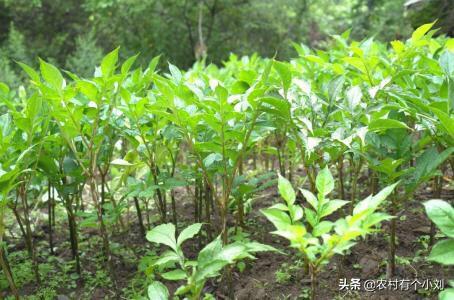 果园可以种植磨芋吗北方,果园可以种植磨芋吗北方