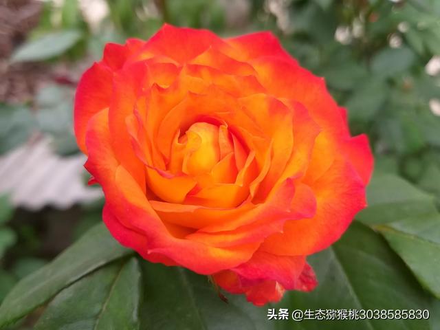 高州今日出栏猪价-高州今日出栏猪价格表