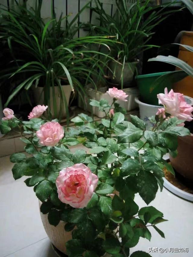 室外花植物盆栽怎么养护和管理(图3)