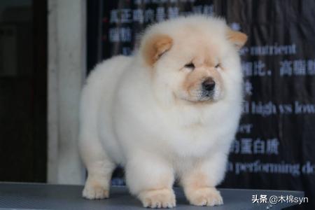 松獅價錢?松獅 價格!
