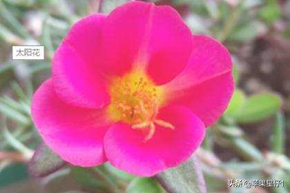 太阳花春季插扦怎么养护和管理