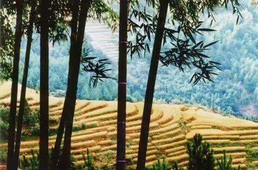 金豆饲料的价格-金豆饲料的价格是多少