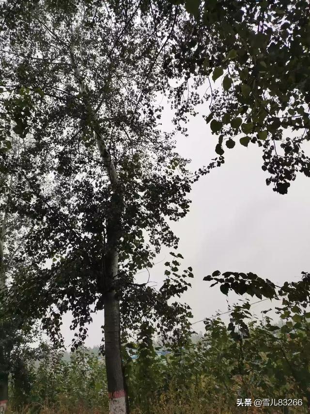 小学故事分享（小学故事分享会的发言稿）