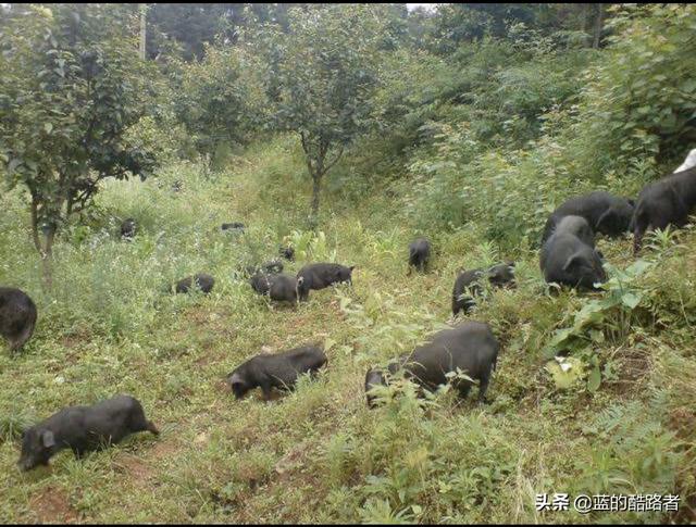 养殖土猪好销售吗？农村自家散养的土猪卖不出去怎么办？