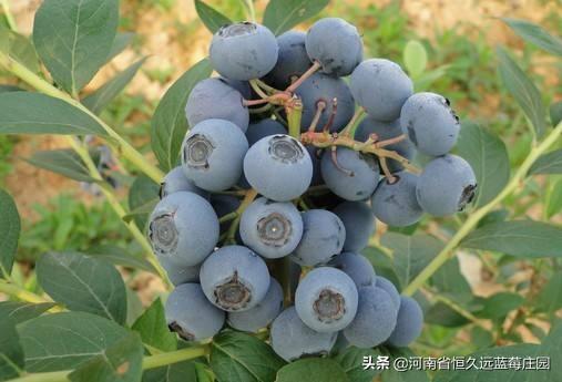 河南商丘的土地只能种植小麦和玉米吗，其他农作物适合种植吗？