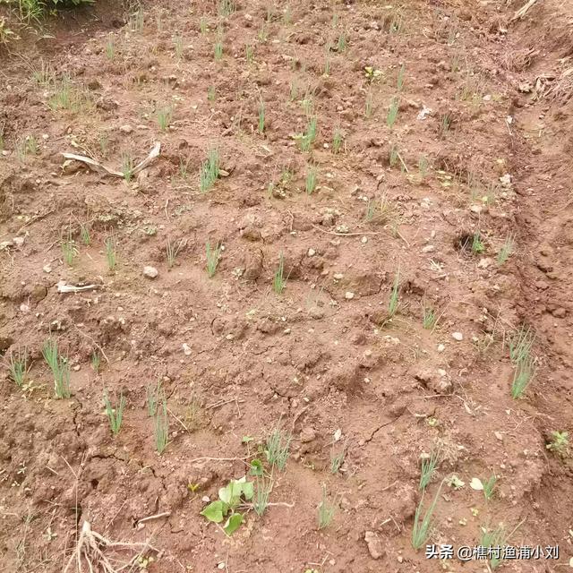 小香葱的种植方法视频，小香葱的种植方法视频教程