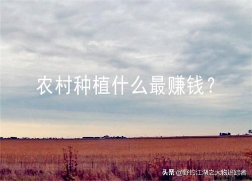 什么种植赚钱(什么种植赚钱最快)