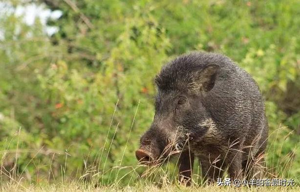 野猪致害达26个省份---野猪危害农作物