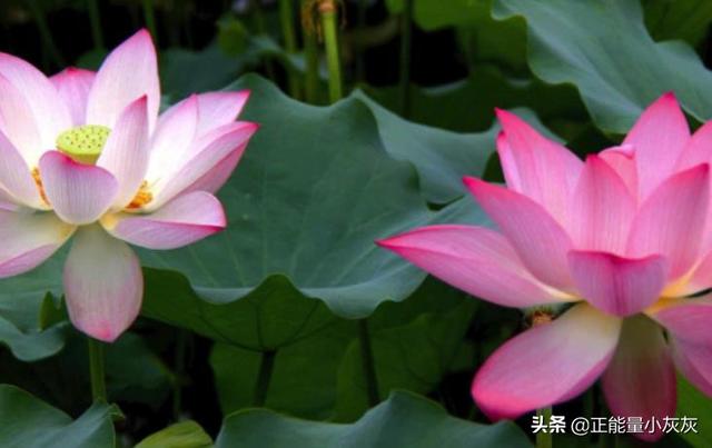 荷花有什么功效呢