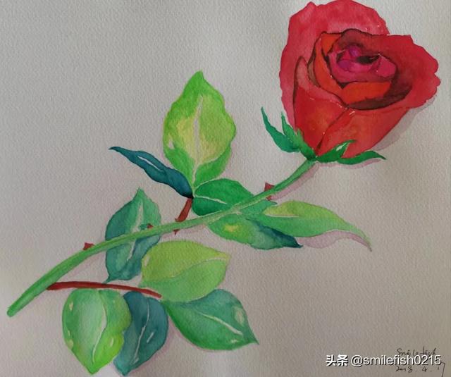 花卉练习 达芬奇?达芬奇的花卉素描画!