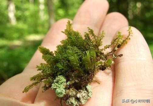 苔藓植物（苔藓植物与人类的关系）