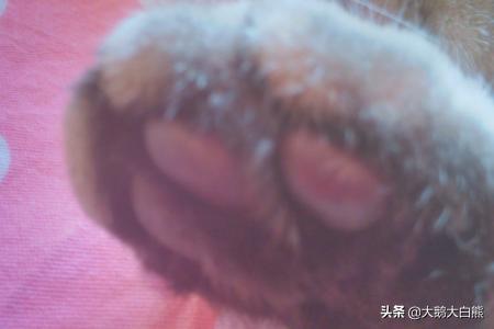 喵咪最新破解版apk 求喵咪app破解版ios