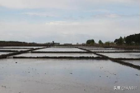 种植土土壤改良施工方案-种植土土壤改良施工方案怎么写