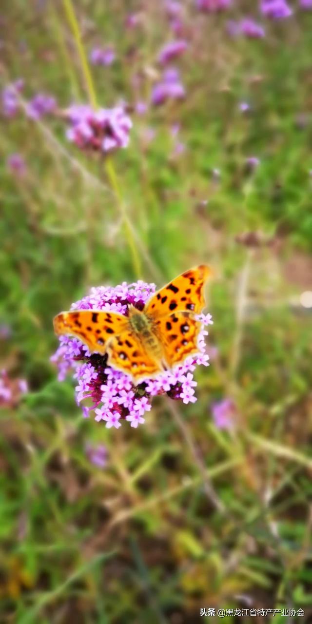 我想去东北三省旅游，不知道哪个城市比较好玩，消费低，当地人好客的