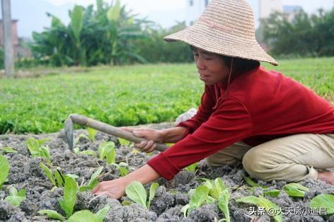 花卉灭虫土办法 树木能杀菌吗