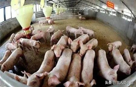 猪改变饲料有影响吗-猪改变饲料有影响吗知乎