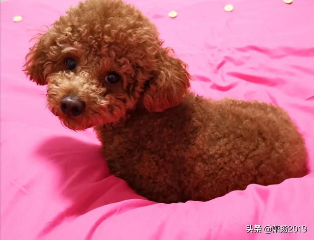 大家的狗狗都让上沙发和床吗,第9张