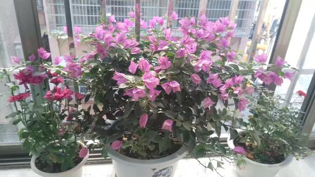 入门种植花卉知识大全，入门种植花卉知识大全图片