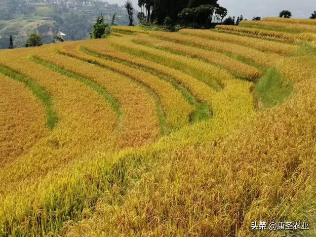 果园翻地几月最好种植呢,果园翻地几月最好种植呢视频