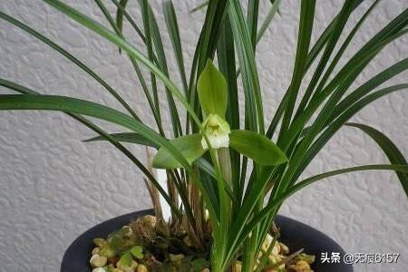 阳台无阳光种植蔬菜,阳台无阳光种植蔬菜可以吗