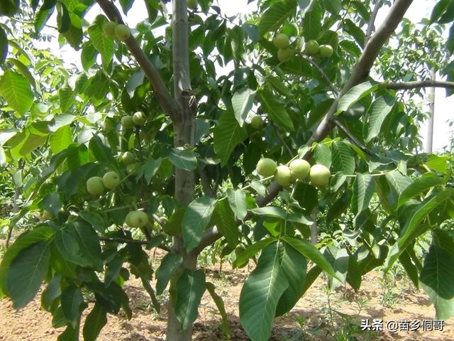 花园果树价格多少合适种植,花园果树价格多少合适种植呢