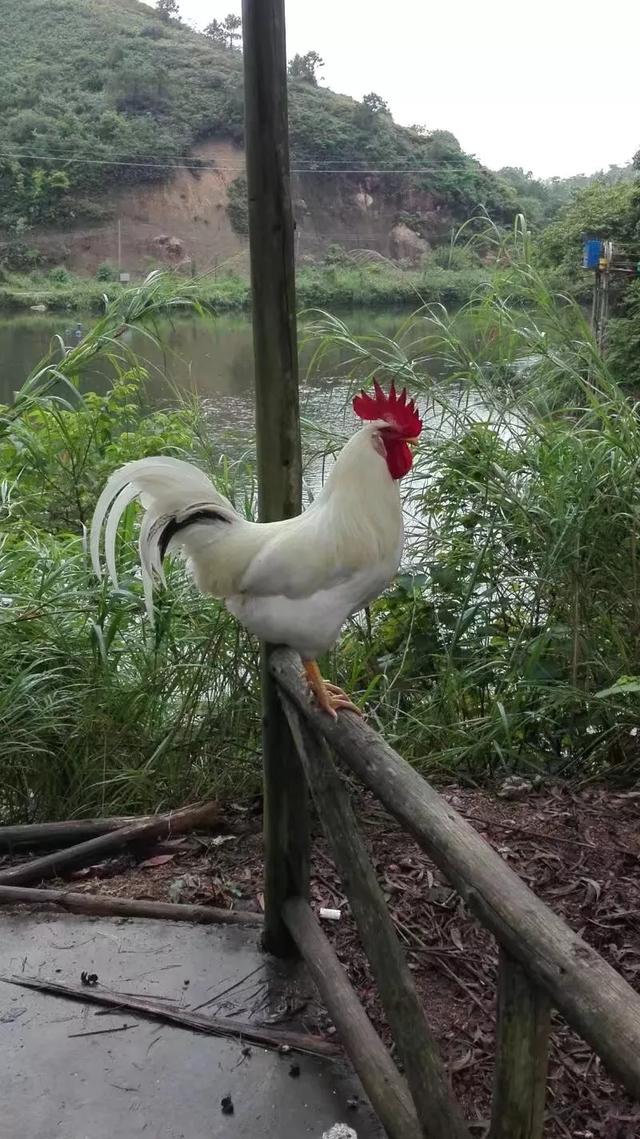 家禽养殖业前景预测-家禽养殖业前景预测报告