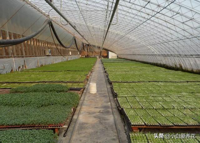 花卉种植大棚养花基地设计图,花卉种植大棚养花基地设计图纸