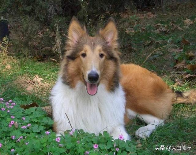 苏牧犬的基本知识