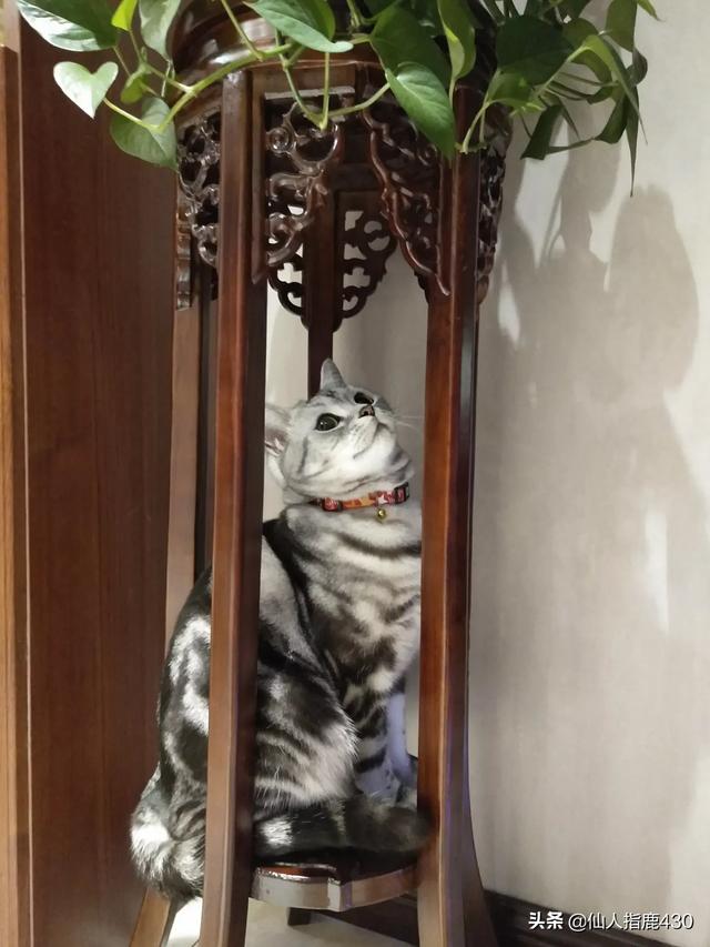 小奶猫一直乱跑，还到处乱钻，怎样才能捉到它,第1张