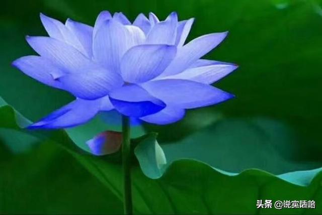 女性用什么头像安静可爱(图13)