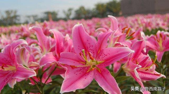 北方冬季花卉管理?北方冬季花卉管理措施!