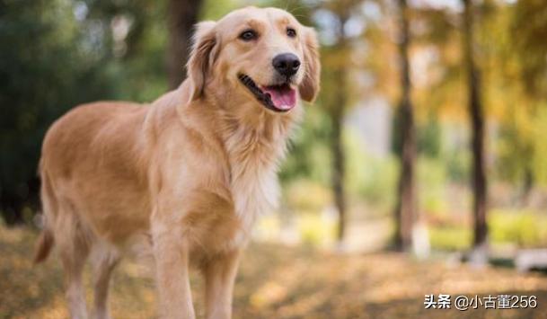 金毛狗的名字好听的有哪些？：金毛犬名字