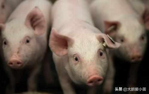 公猪死精怎么调节饲料-种公猪死精用什么药调理?